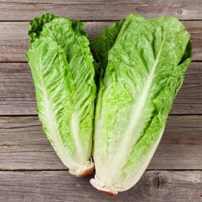 Image showing  19.3 oz. Potted Green Romaine Lettuce Vegetable Plants