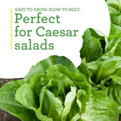 Image showing  19.3 oz. Potted Green Romaine Lettuce Vegetable Plants