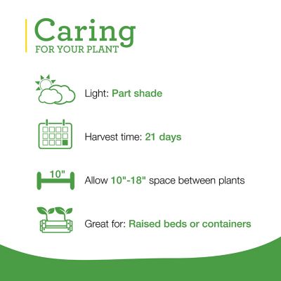 Image showing  19.3 oz. Potted Green Romaine Lettuce Vegetable Plants