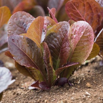 Bonnie Plants 19.3 oz. Potted Red Romaine Lettuce Plant