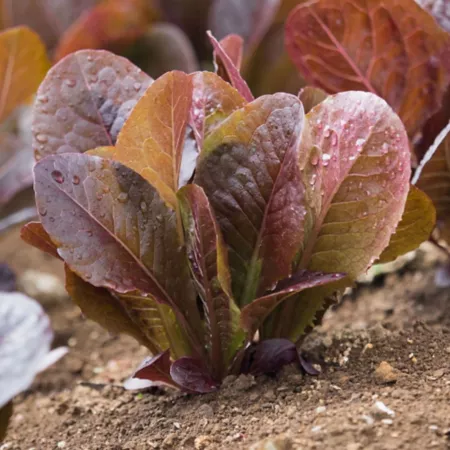 Bonnie Plants 19.3 oz Potted Red Romaine Lettuce Plant Vegetable Plants