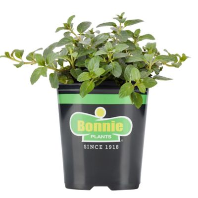 Bonnie Plants 19.3 oz. Potted Peppermint Plant