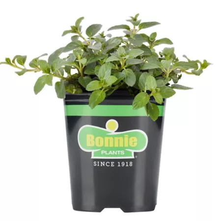 Bonnie Plants 19.3 oz Peppermint plant in pot Herb Plants