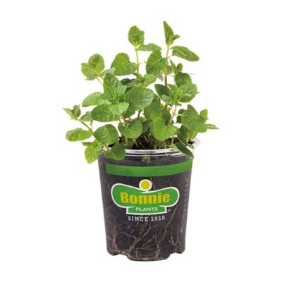 Bonnie Plants 19.3 oz. Potted Spearmint Plant