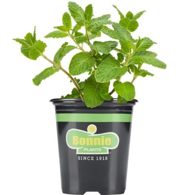 Bonnie Plants 19.3 oz. Potted Sweet Mint Plant, 2 pc.