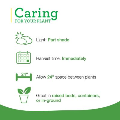 Image showing  19.3 oz. Potted Sweet Mint Plant, 2 pc.