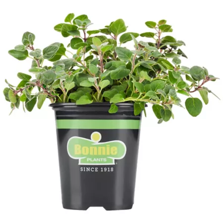 Bonnie Plants 19.3 oz Greek oregano plant in pot Herb Plants