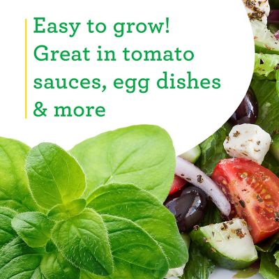 Image showing  19.3 oz. Potted Greek Oregano Plant