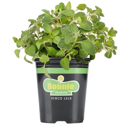 Bonnie Plants 19.3 oz. Potted Italian Oregano Plant, 2 pc.