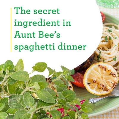 Image showing  19.3 oz. Potted Italian Oregano Plant, 2 pc.