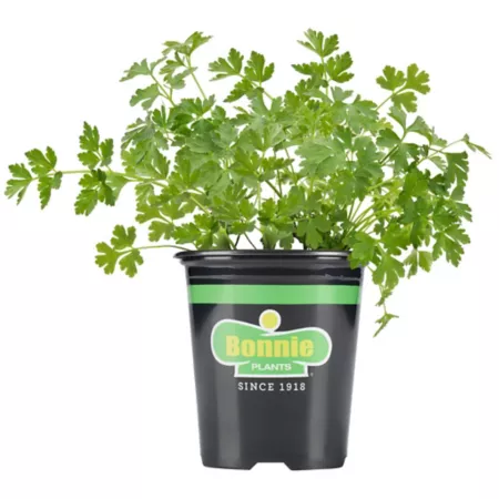 Bonnie Plants 19.3 oz Italian flat-leaf parsley plant in pot 2 pcs. Herb Plants