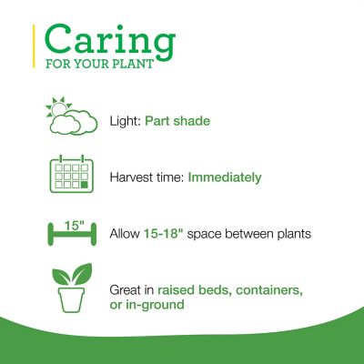 Image showing  19.3 oz. Potted Flat Italian Parsley Plant, 2 pc.