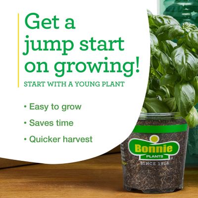 Image showing  19.3 oz. Potted Flat Italian Parsley Plant, 2 pc.