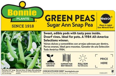 Image showing  Sugar Ann Snap Pea 19.3 oz.