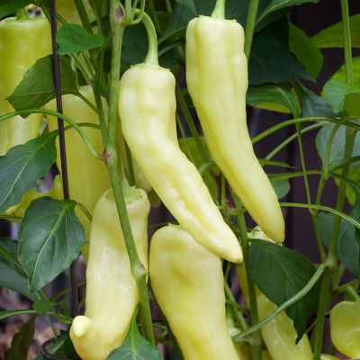 Image showing  Sweet Banana Pepper, 19.3 oz.