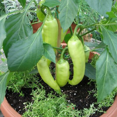 Image showing  Sweet Banana Pepper, 19.3 oz.