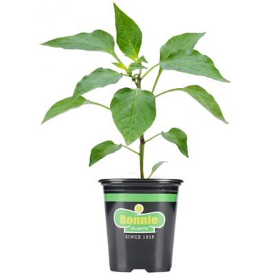 Bonnie Plants Green Sweet Bell Pepper 19.3 oz.