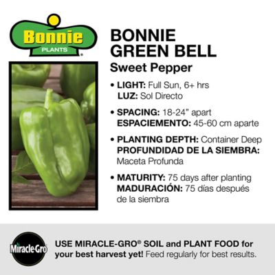 Image showing  Green Sweet Bell Pepper, 19.3 oz.