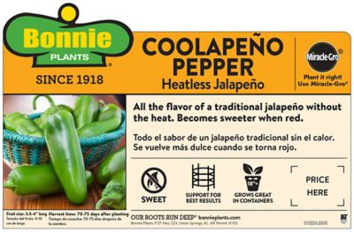 Image showing  19.3 oz. Potted Coolapeno Pepper Vegetable Plant