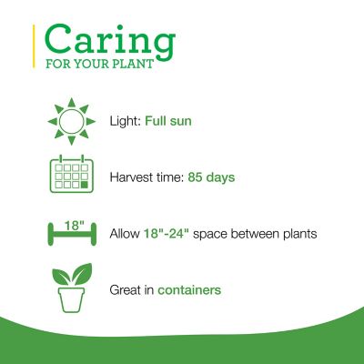 Image showing  Dragon Cayenne Hot Pepper 19.3 oz.