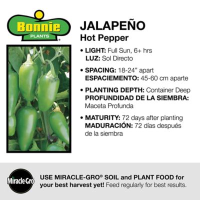 Image showing  19.3 oz. Potted Jalapeno Hot Pepper Vegetable Plant