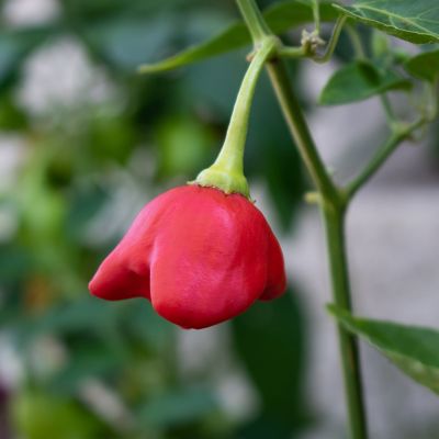 Image showing  Mad Hatter Pepper, 19.3 oz.