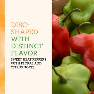 Image showing  Mad Hatter Pepper, 19.3 oz.