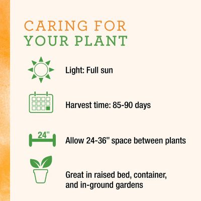 Image showing  Mad Hatter Pepper, 19.3 oz.