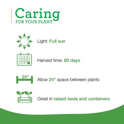 Image showing  Thai Hot Pepper 19.3 oz.