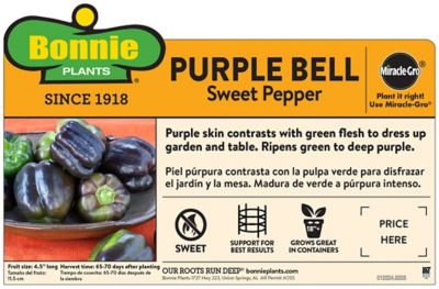 Image showing  Purple Bell Pepper, 19.3 oz.