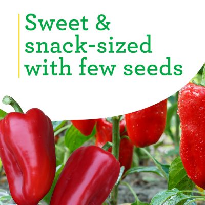 Image showing  Snacking Red Pepper 19.3 oz.