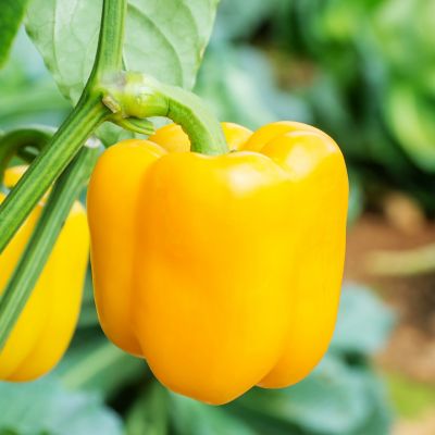 Image showing  19.3 oz. Yellow Bell Sweet Pepper Vegetable Plant