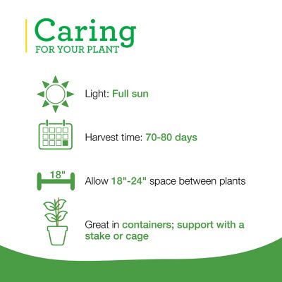 Image showing  19.3 oz. Yellow Bell Sweet Pepper Vegetable Plant