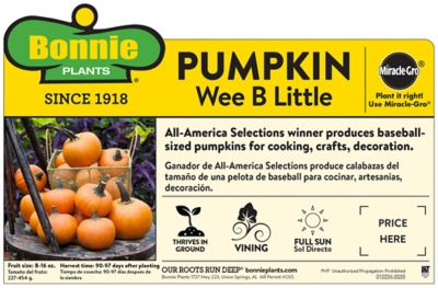 Image showing  Wee B Little Pumpkin 19.3 oz.