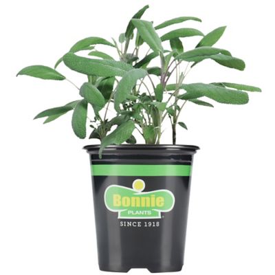 Bonnie Plants 19.3 oz. Potted Garden Sage Plant