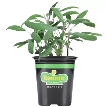 Bonnie Plants 19.3 oz Potted garden sage plant Herb Plants