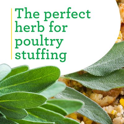 Image showing  19.3 oz. Potted Garden Sage Plant