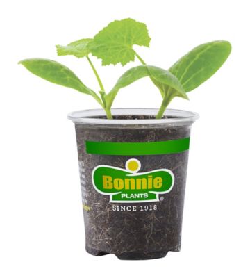 Bonnie Plants 19.3 oz. Potted Black Beauty Zucchini Plant