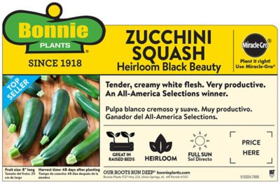 Image showing  19.3 oz. Potted Black Beauty Zucchini Plant