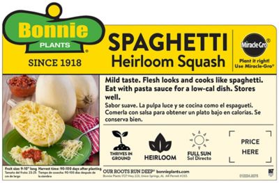 Image showing  Spaghetti Squash, 19.3 oz.