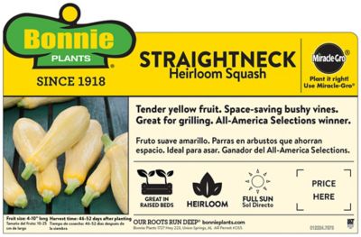 Image showing  Straightneck Squash 19.3 oz.