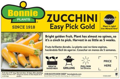 Image showing  Easy Pick Gold Zucchini, 19.3 oz.