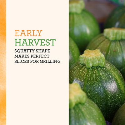 Image showing  Green Griller Zucchini, 19.3 oz.