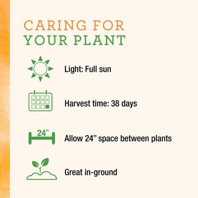 Image showing  Green Griller Zucchini, 19.3 oz.