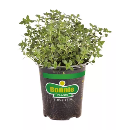 Bonnie Plants 19.3 oz Lemon thyme plant in pot Herb Plants