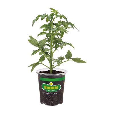 Bonnie Plants 19.3 oz. Potted Red Beefsteak Heirloom Tomato Plant