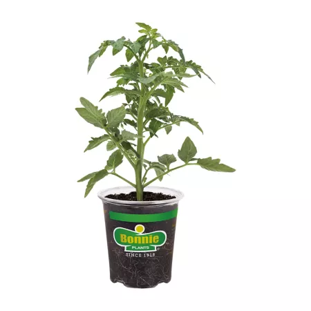 Bonnie Plants 19.3 oz Heirloom Red Beefsteak Tomato Plant in Pot Vegetable Plants