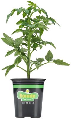 Bonnie Plants German Queen Tomato 19.3 oz.