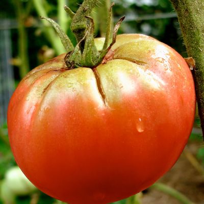 Image showing  German Queen Tomato 19.3 oz.