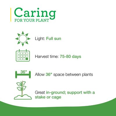 Image showing  German Queen Tomato 19.3 oz.